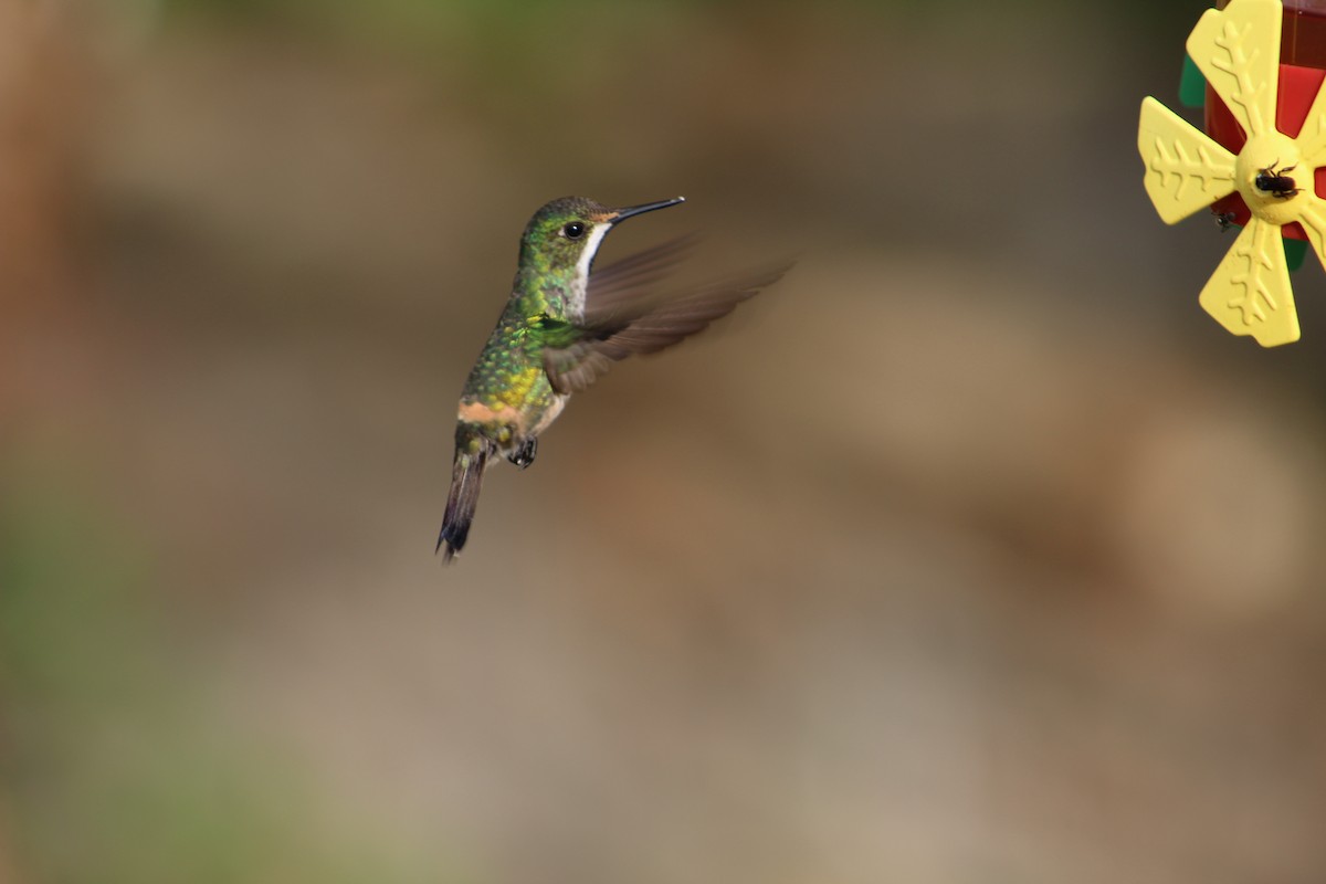 kolibřík pálkoocasý - ML54301291