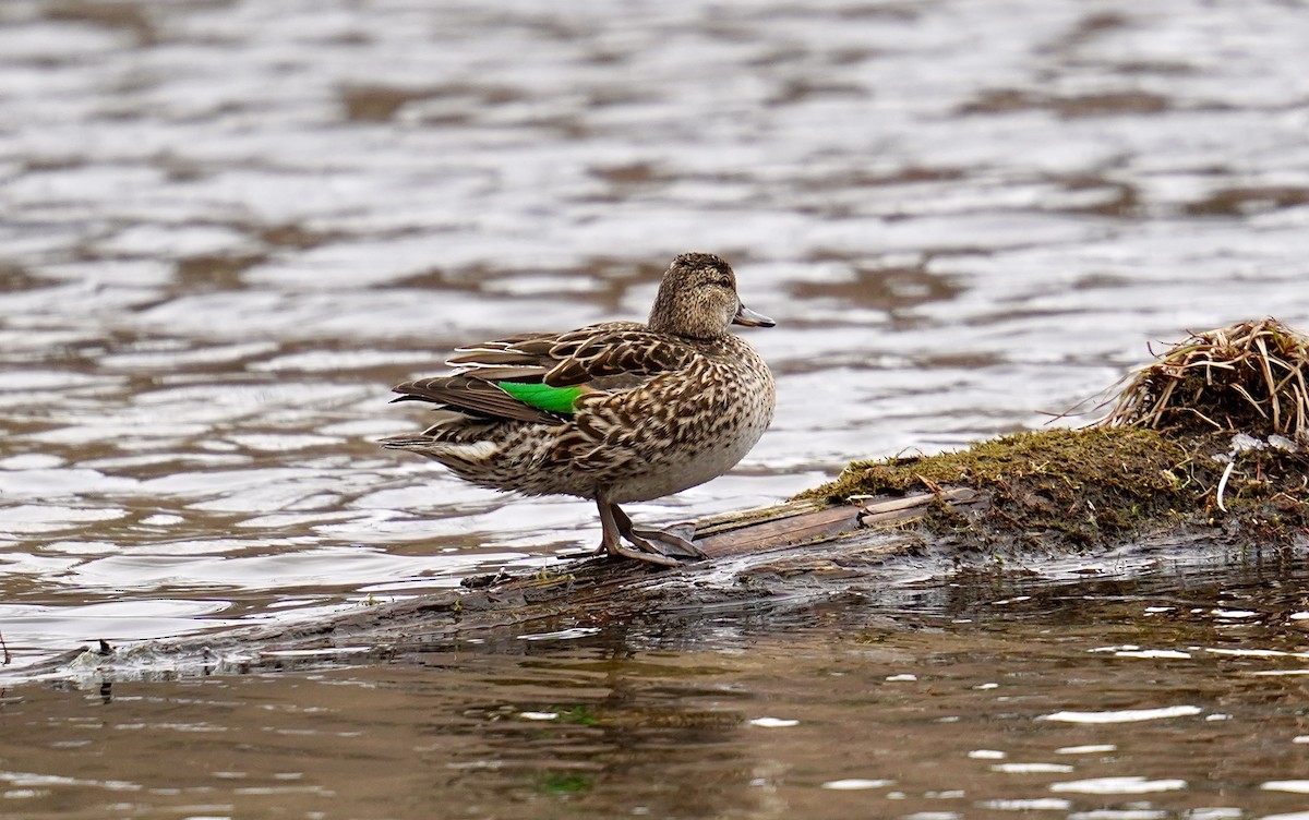 Green-winged Teal - ML543013061