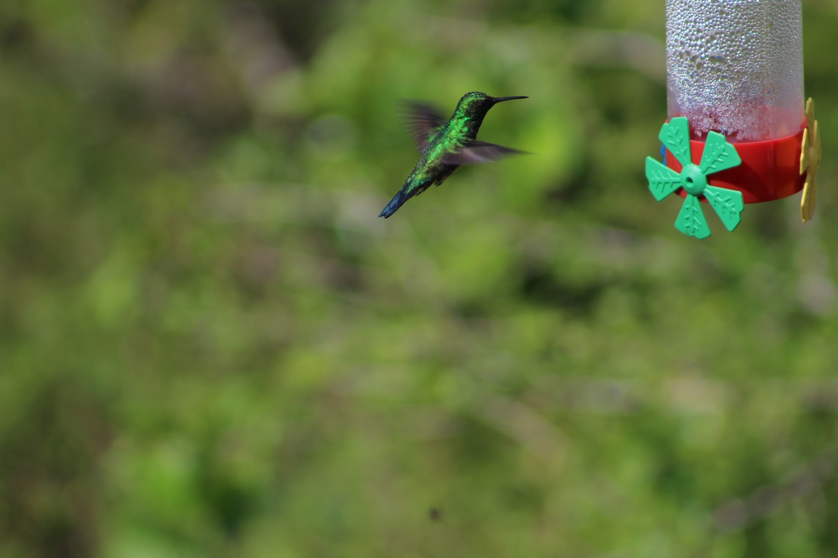 kolibřík modrobradý - ML54301681