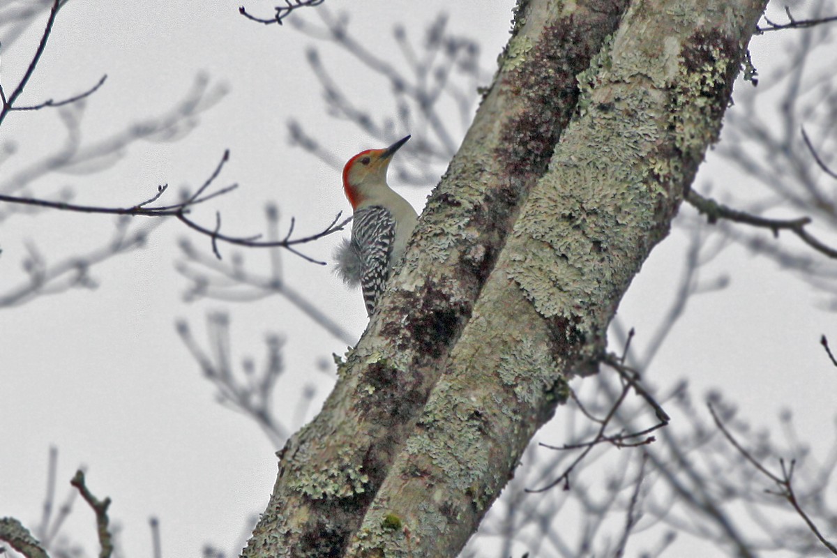 Red-bellied Woodpecker - Lori Charron