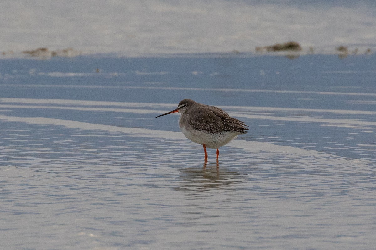 Spotted Redshank - ML543020871