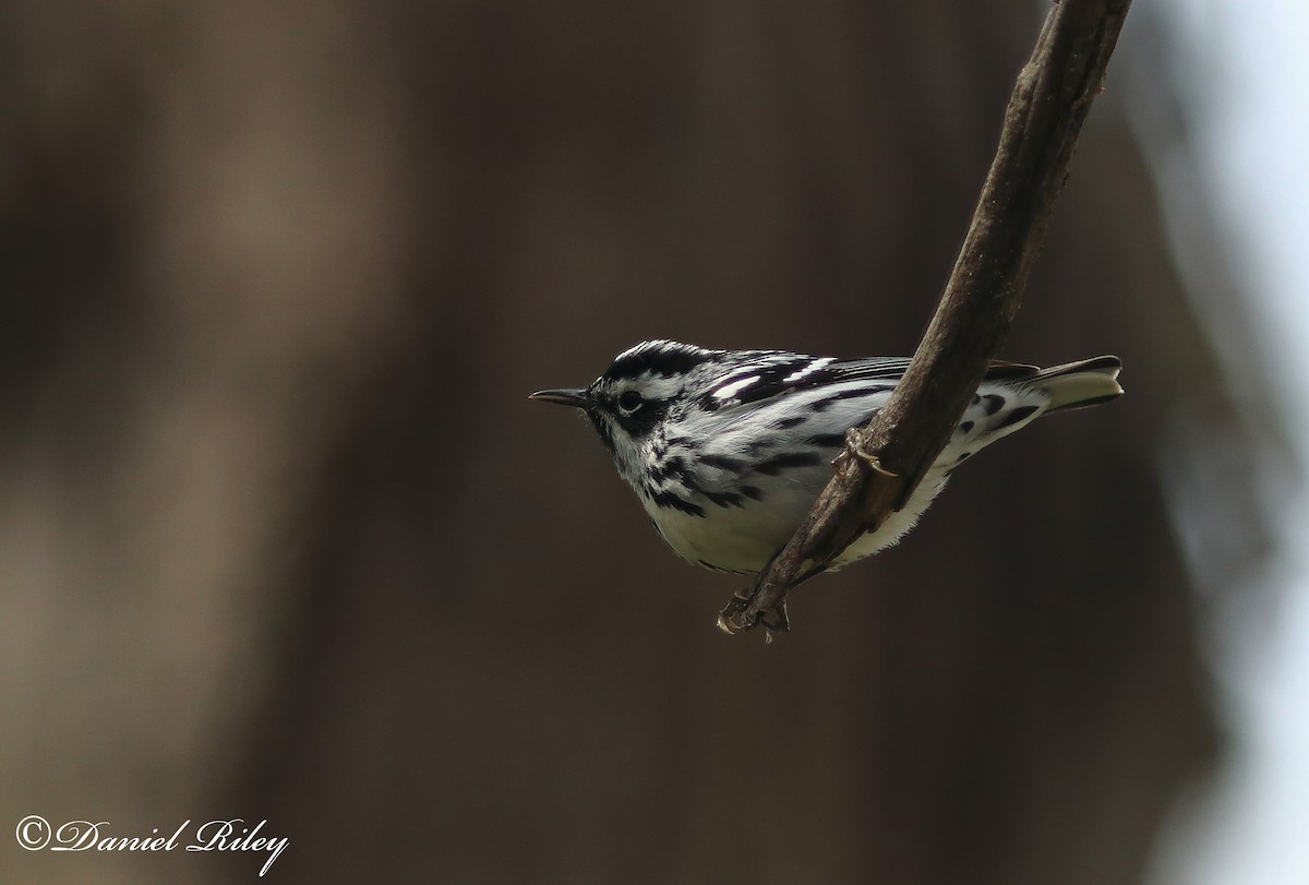 Black-and-white Warbler - ML54302731