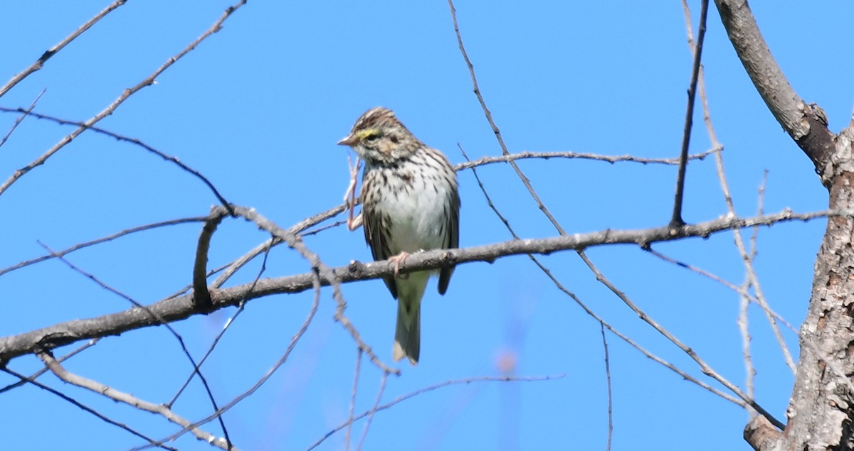 Savannah Sparrow - ML543028081