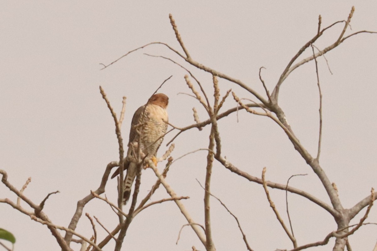 Red-necked Falcon - ML543031461