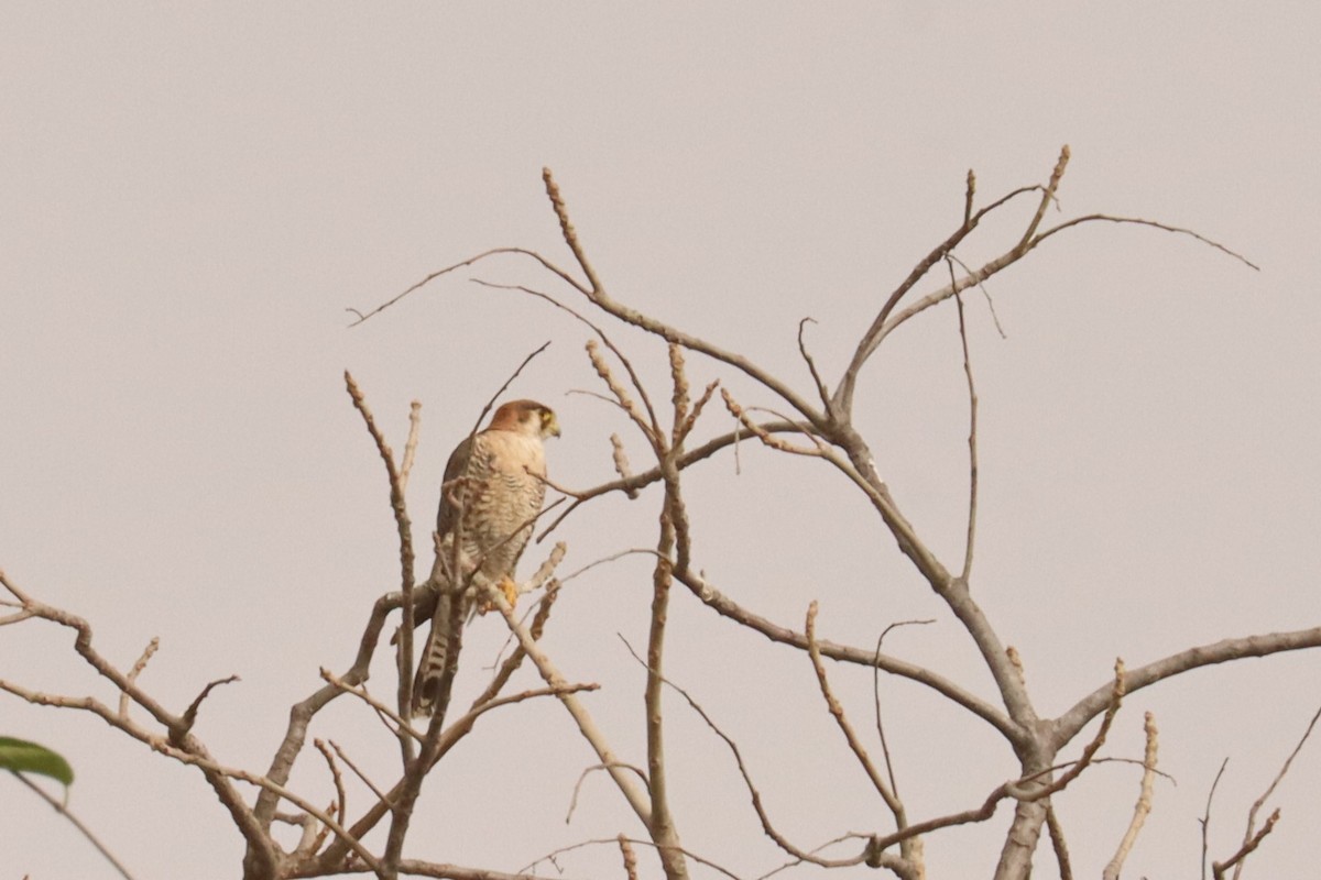 Red-necked Falcon - ML543031471