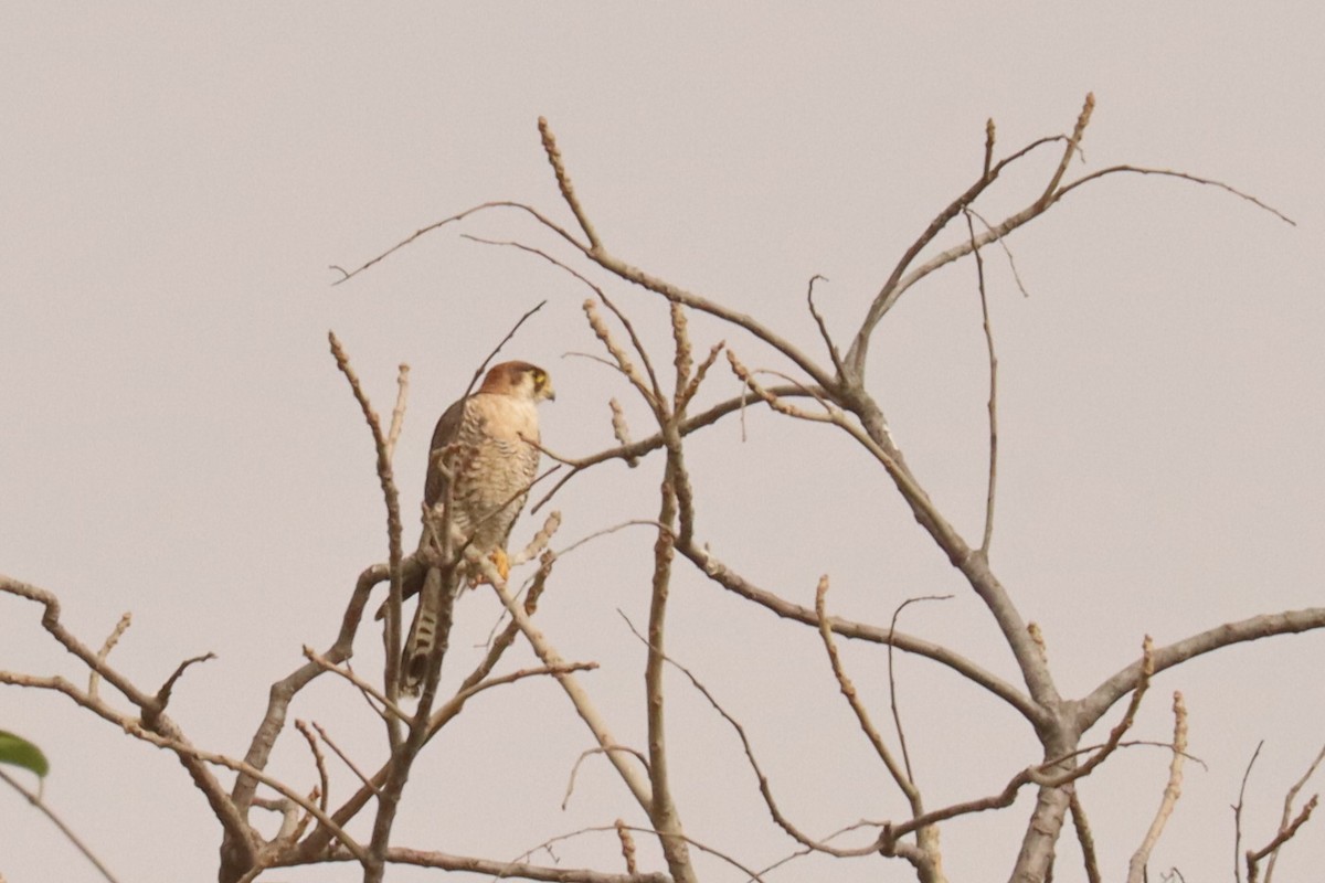 Red-necked Falcon - ML543031481