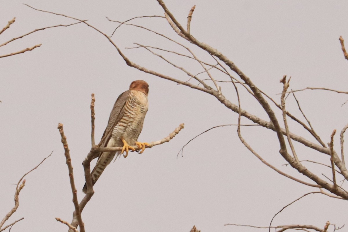 Red-necked Falcon - ML543031521