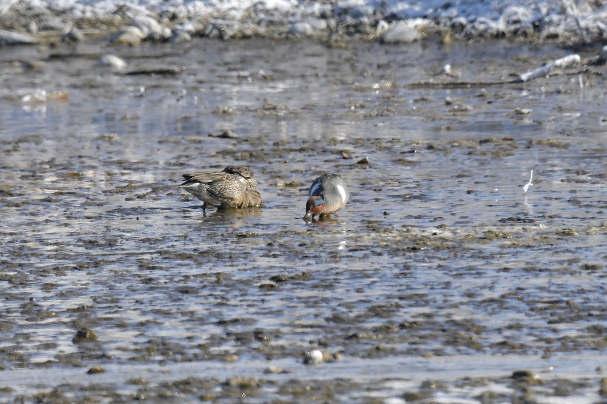 Green-winged Teal - ML543031741