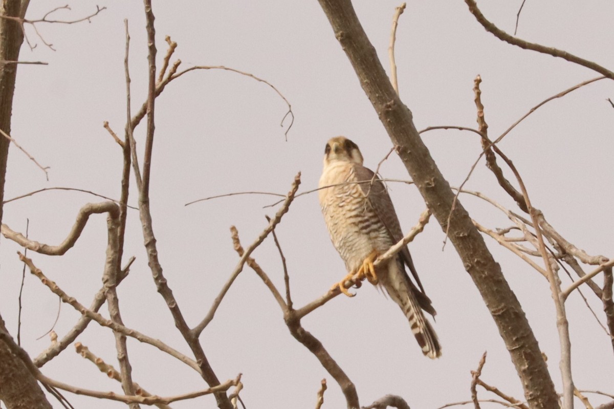Red-necked Falcon - ML543032521