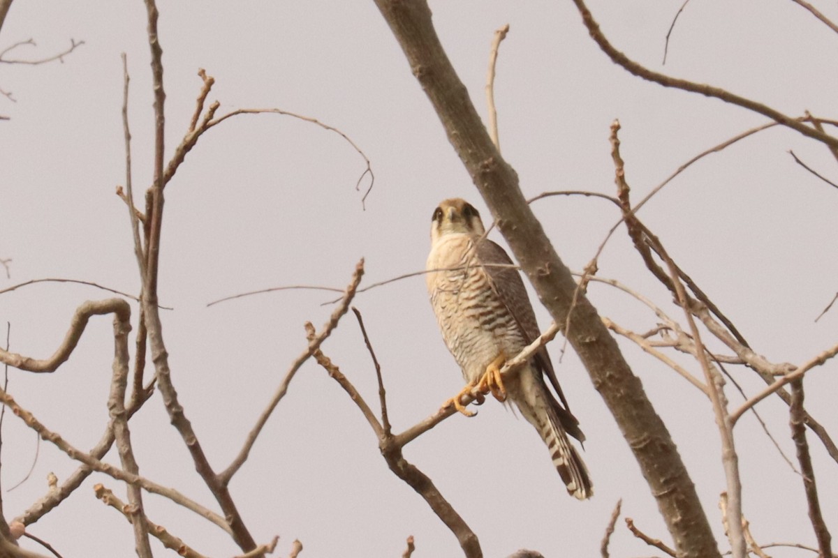 Red-necked Falcon - ML543032531