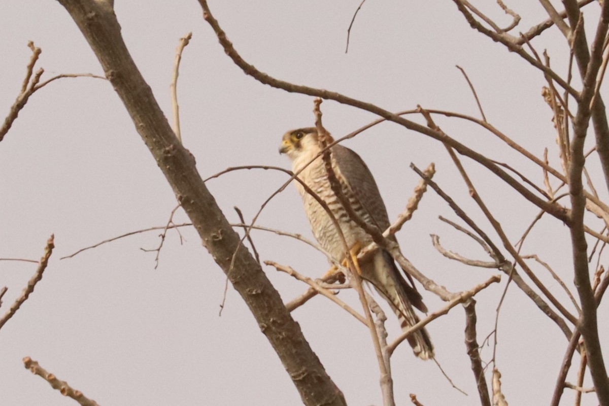 Red-necked Falcon - ML543032551