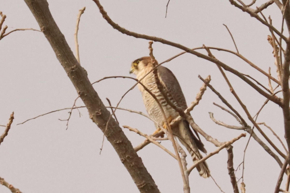 Red-necked Falcon - ML543032561