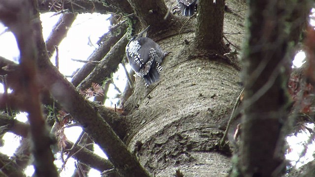 Eurasian Three-toed Woodpecker - ML543038281