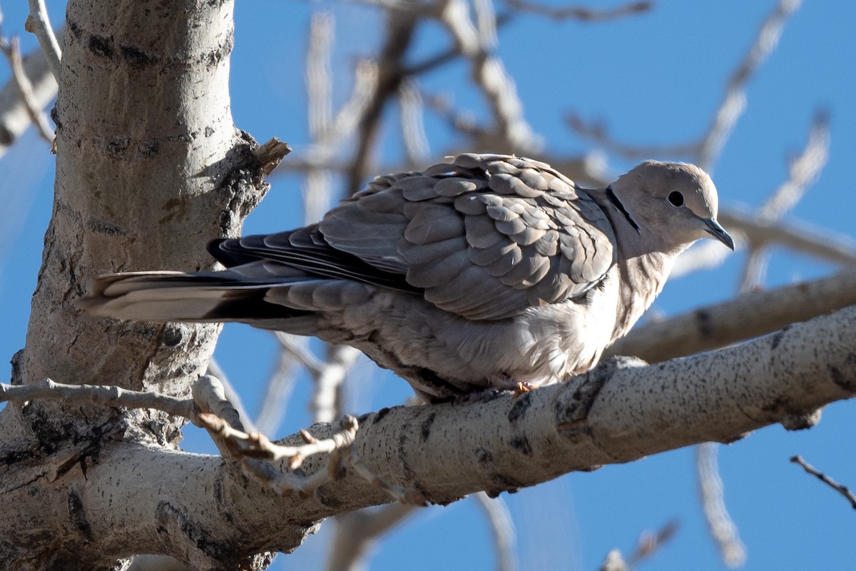 Eurasian Collared-Dove - ML543040201