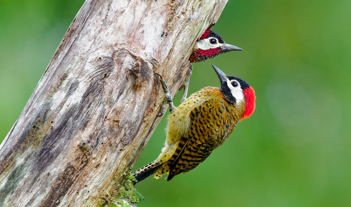 Spot-breasted Woodpecker - ML543040441