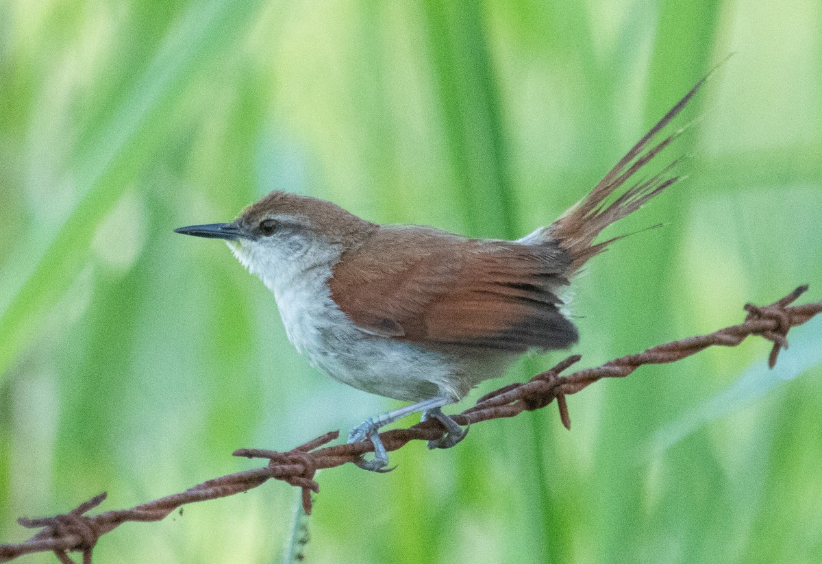 Yellow-chinned Spinetail - ML543041041