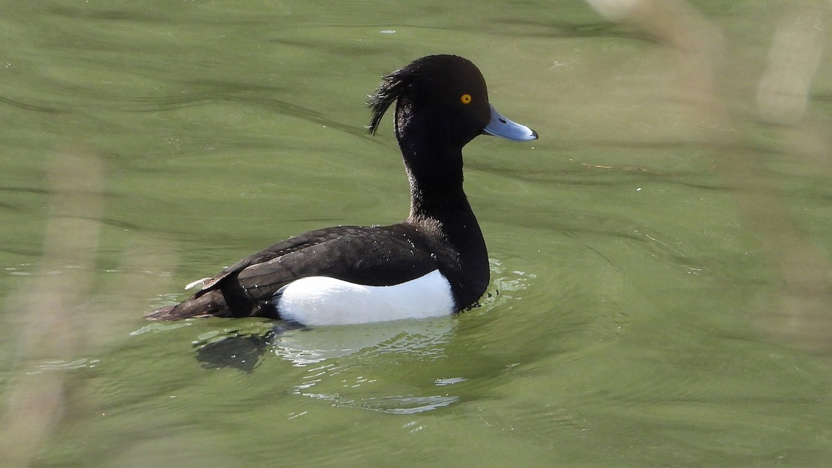 Tufted Duck - ML543043591