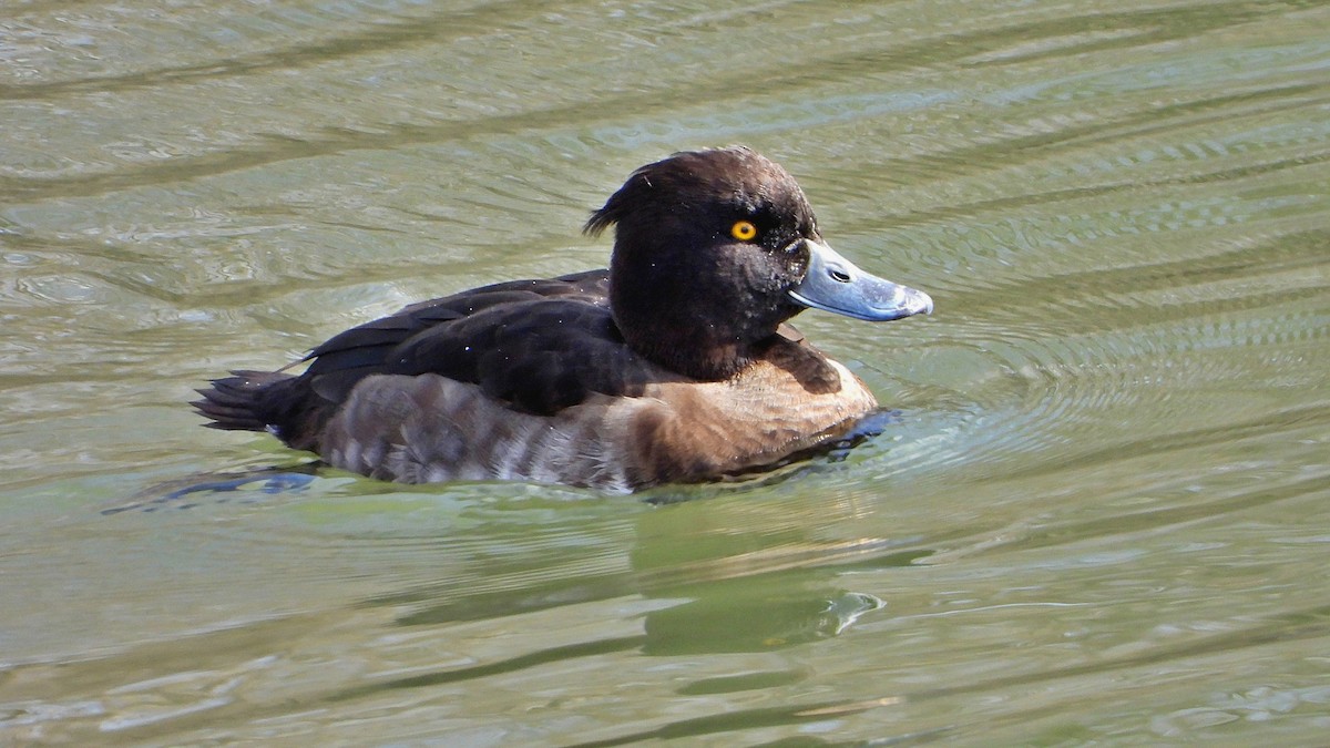 Tufted Duck - ML543043601