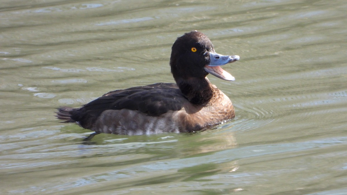 Tufted Duck - ML543043661