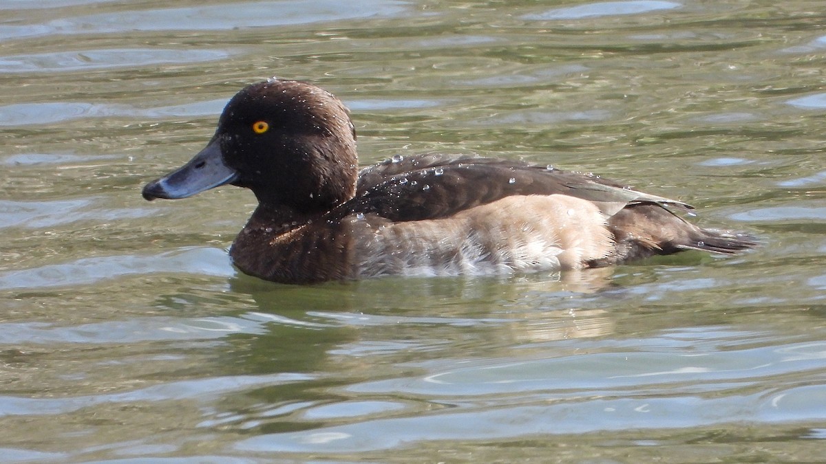 Tufted Duck - ML543043731
