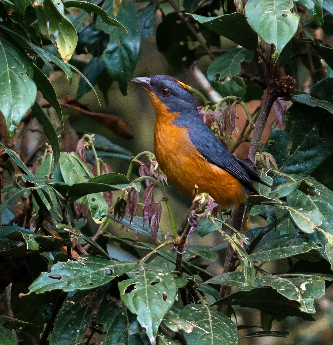 Rufous-crested Tanager - ML543047581
