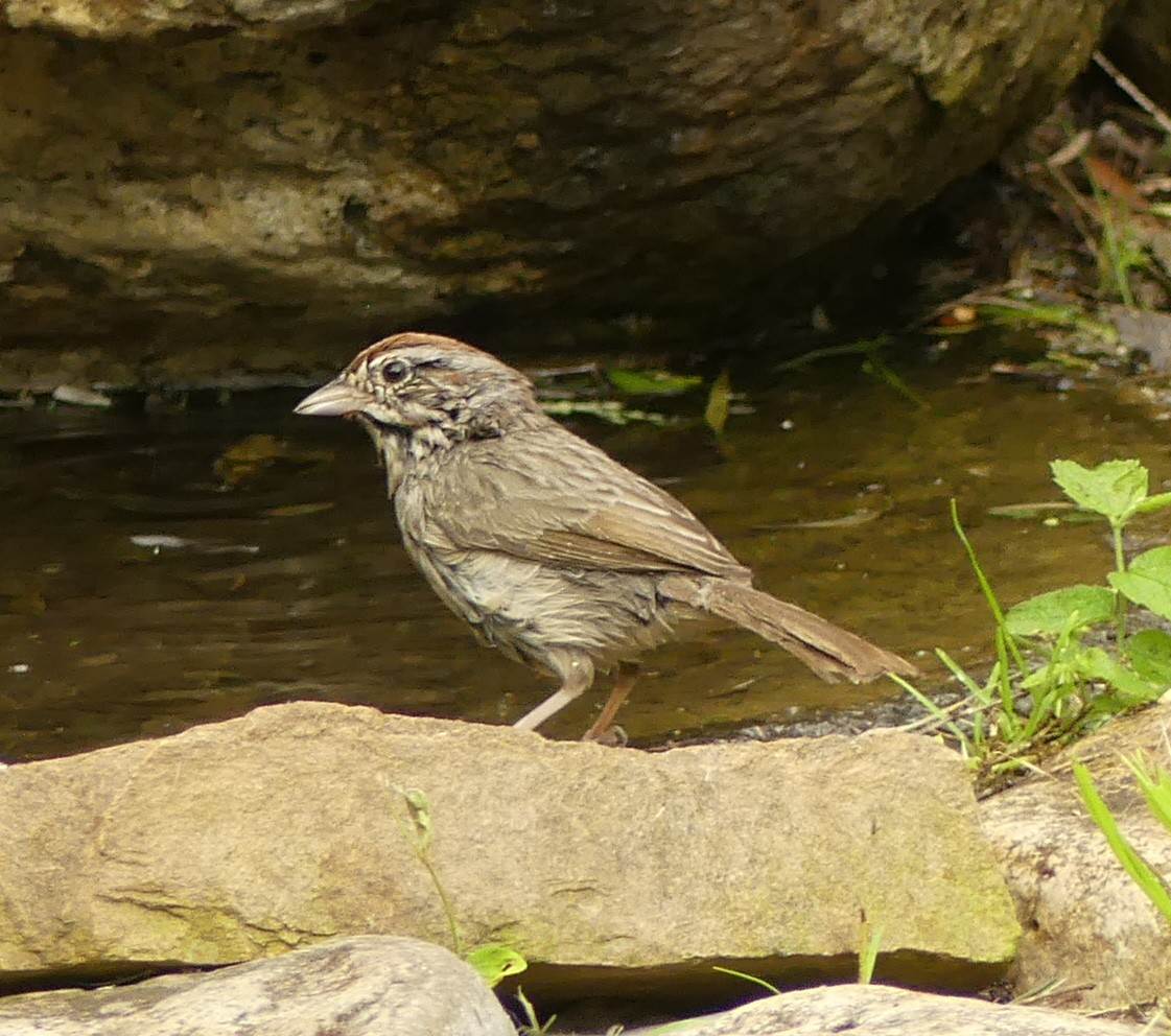 Rufous-crowned Sparrow - Shelia Hargis