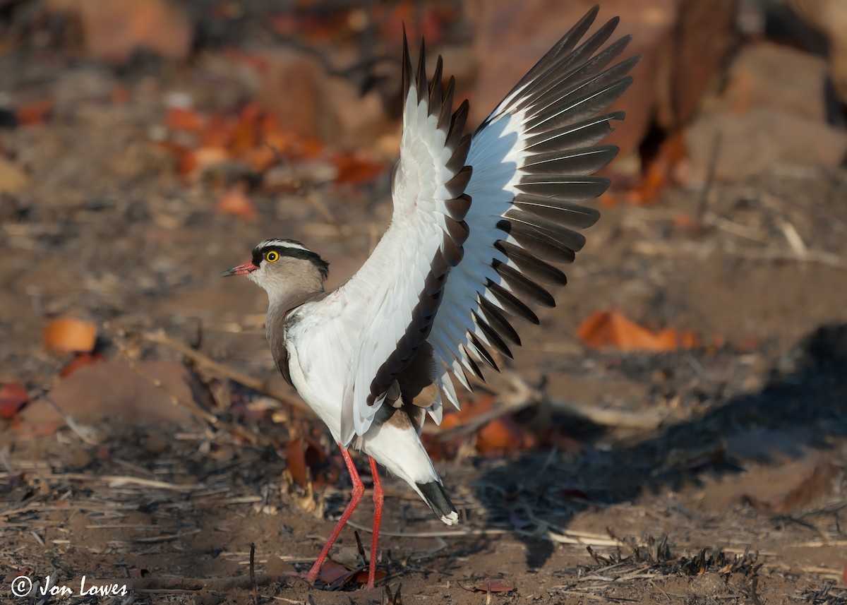 Crowned Lapwing - ML543057861