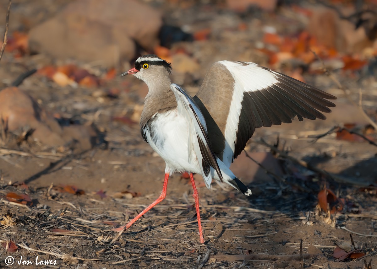 Crowned Lapwing - ML543057901