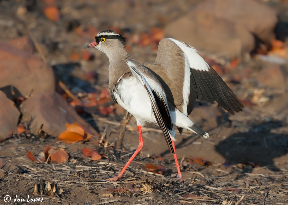 Crowned Lapwing - ML543057921