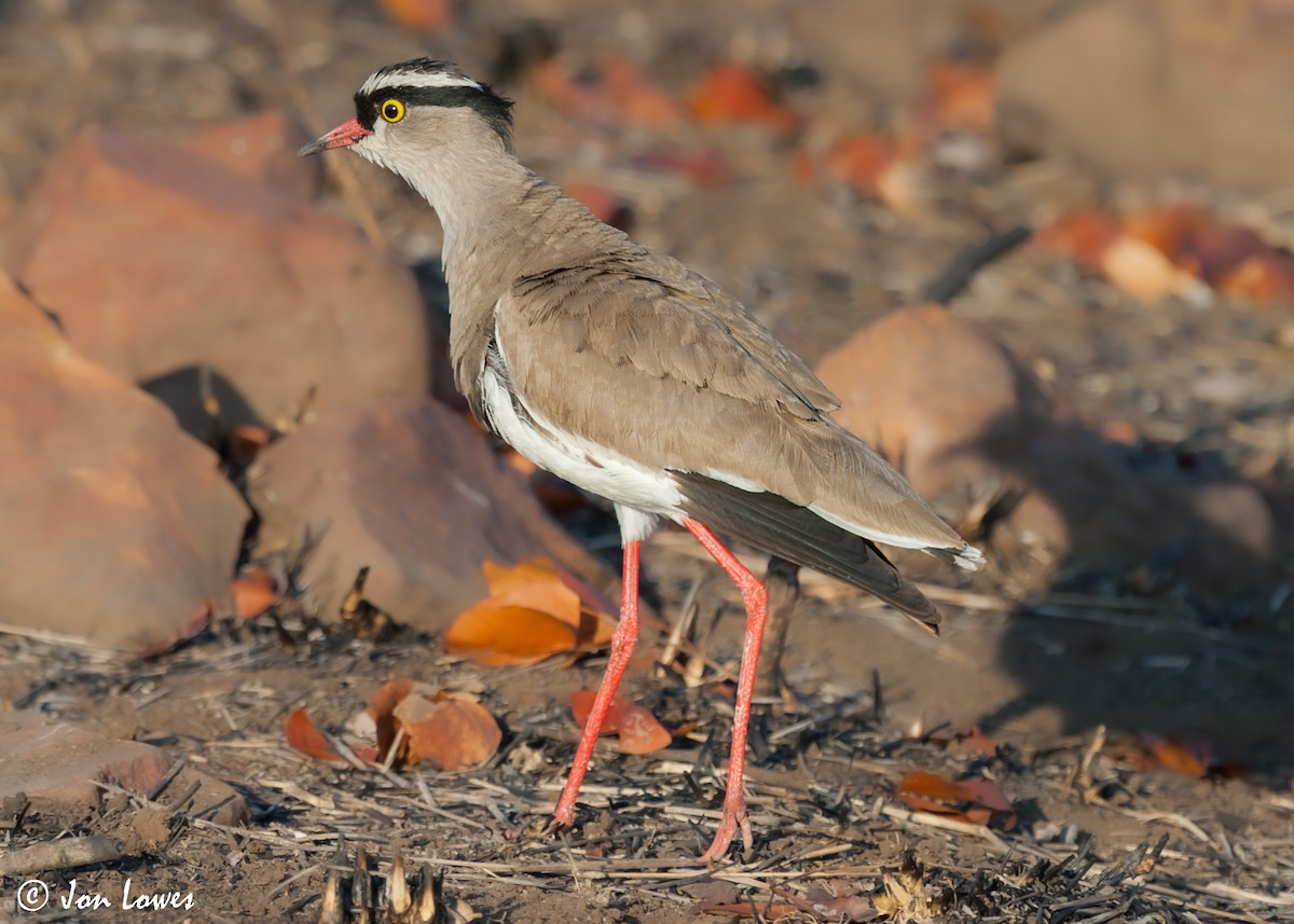 Crowned Lapwing - ML543057971