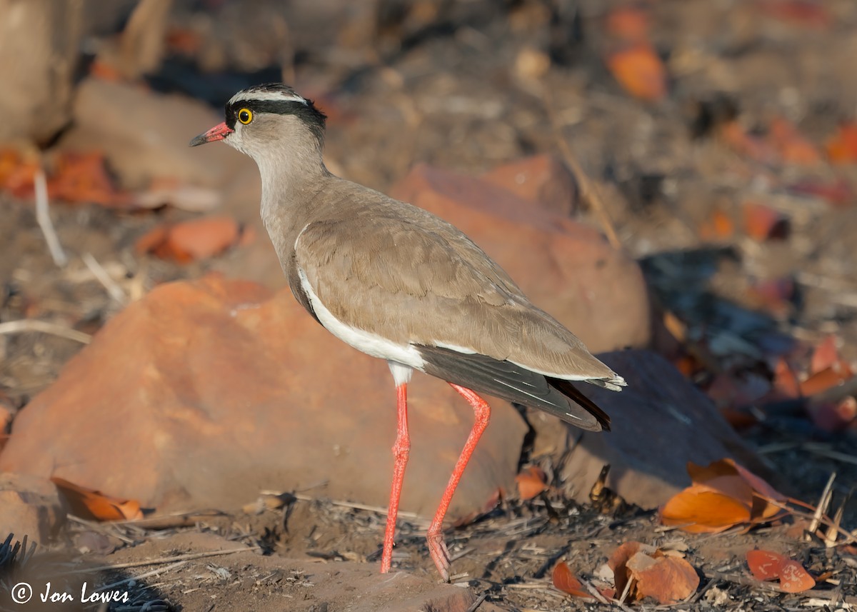 Crowned Lapwing - ML543057991