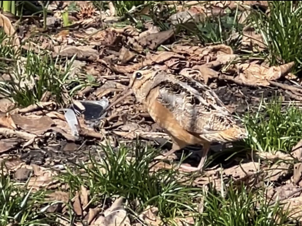 American Woodcock - ML543066391