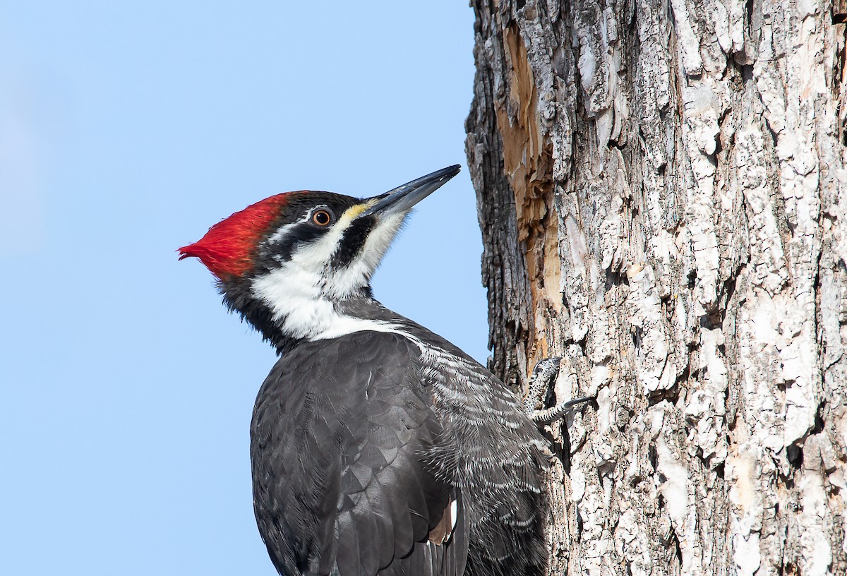 Pileated Woodpecker - Sally  Palmer