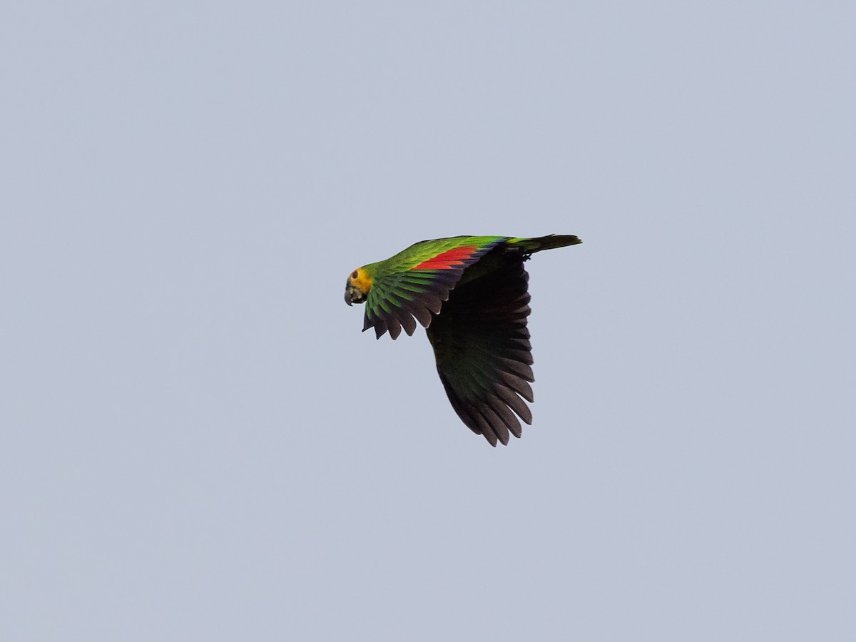Turquoise-fronted Parrot - ML543071031