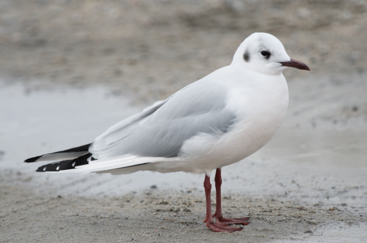 eBird Checklist - 7 Mar 2023 - Cape Sable Island - North East Point - 1 ...