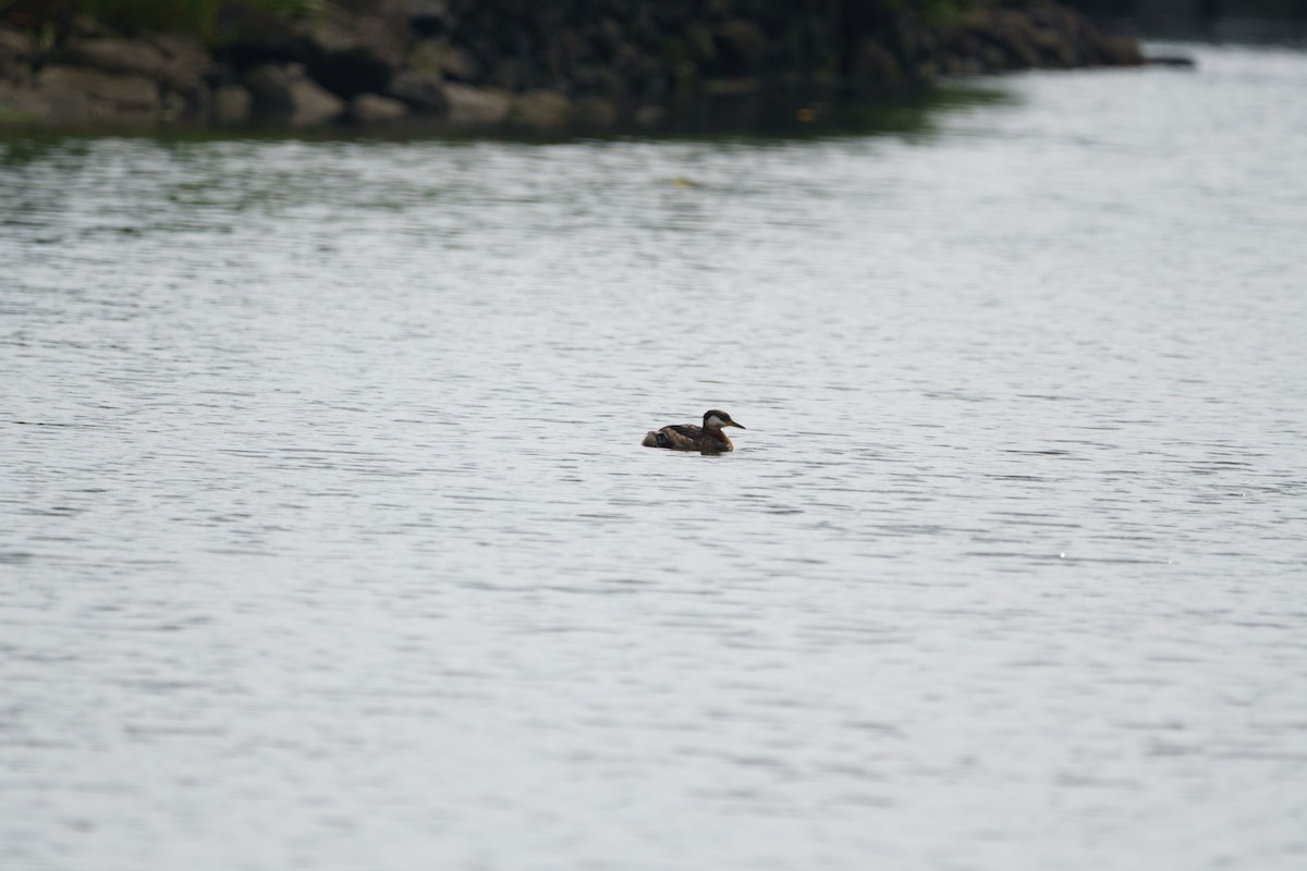 Red-necked Grebe - ML543078531