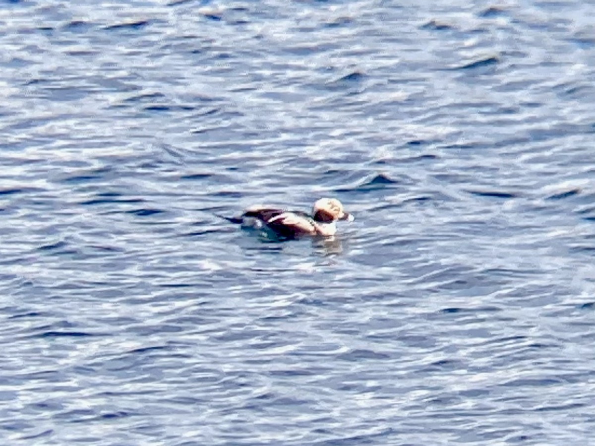 Long-tailed Duck - ML543080291