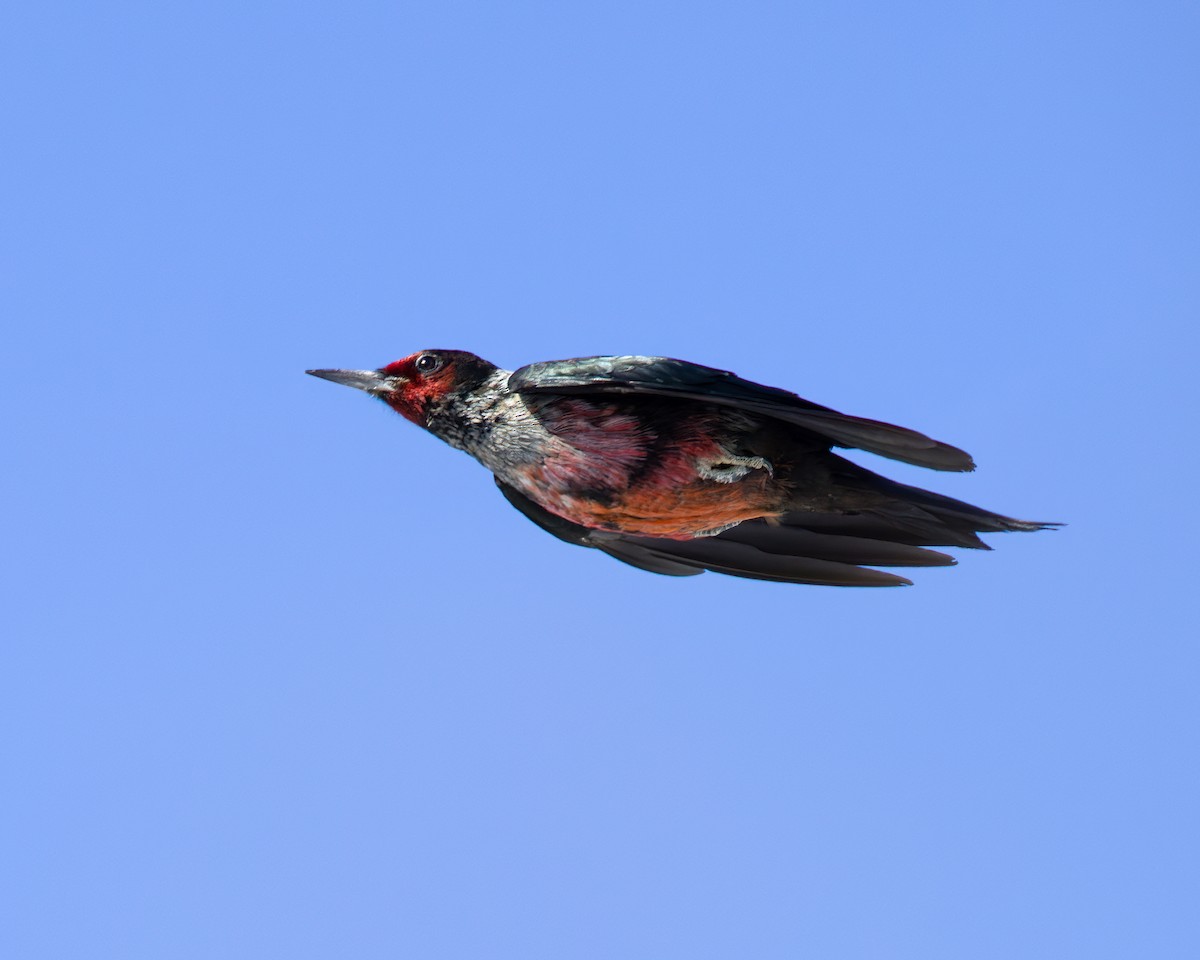 Lewis's Woodpecker - Allanah Vokes