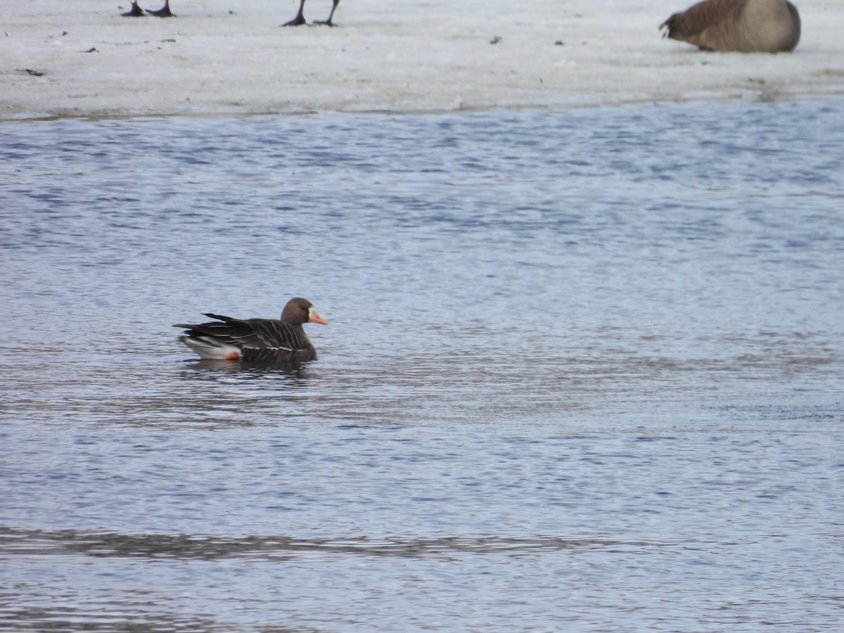 Greater White-fronted Goose - ML543081191