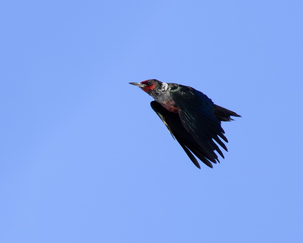 Lewis's Woodpecker - ML543081321