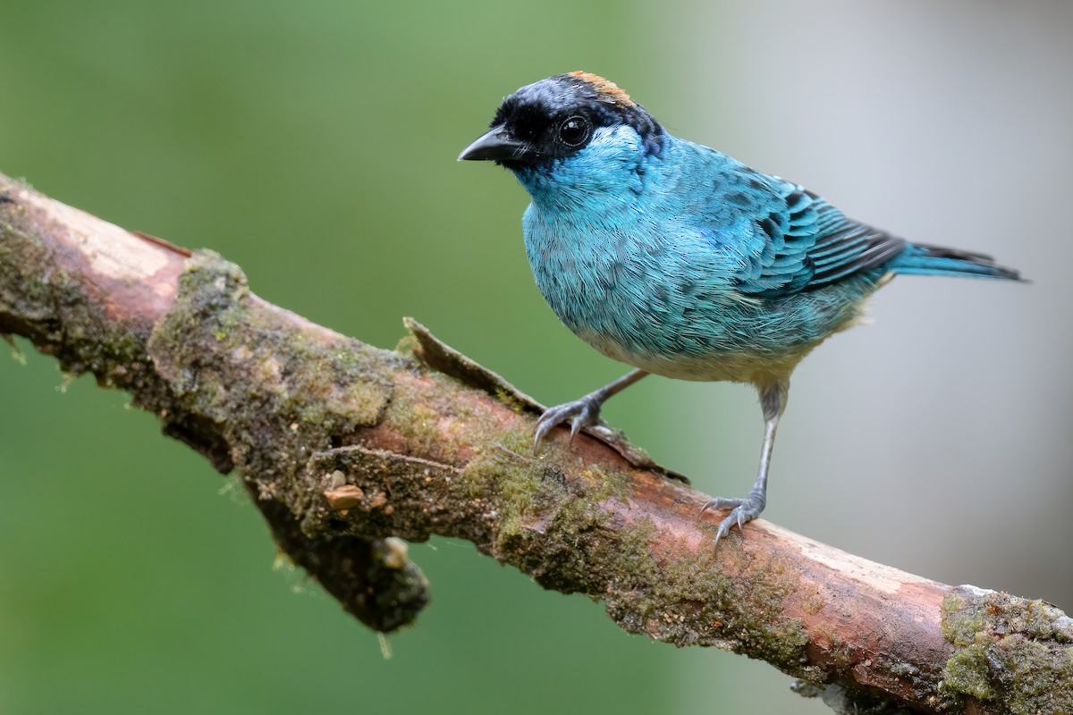 Golden-naped Tanager - ML543091471