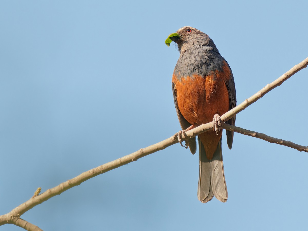 Rufous-bellied Mountain Tanager - ML543092641