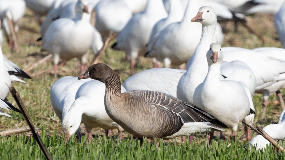 Pink-footed Goose - ML543097601