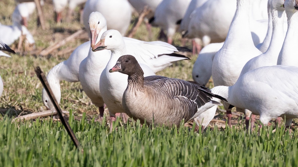 Pink-footed Goose - ML543097611