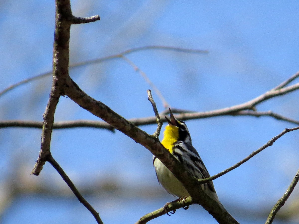 Yellow-throated Warbler - ML54309891