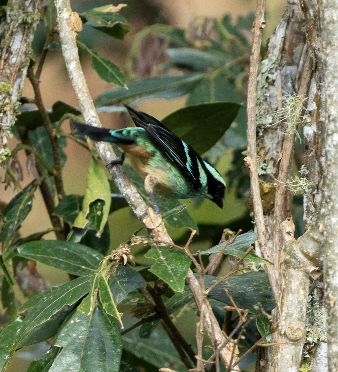 Blue-browed Tanager - ML543099761