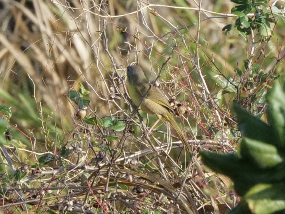 Gray-crowned Yellowthroat - ML543099831