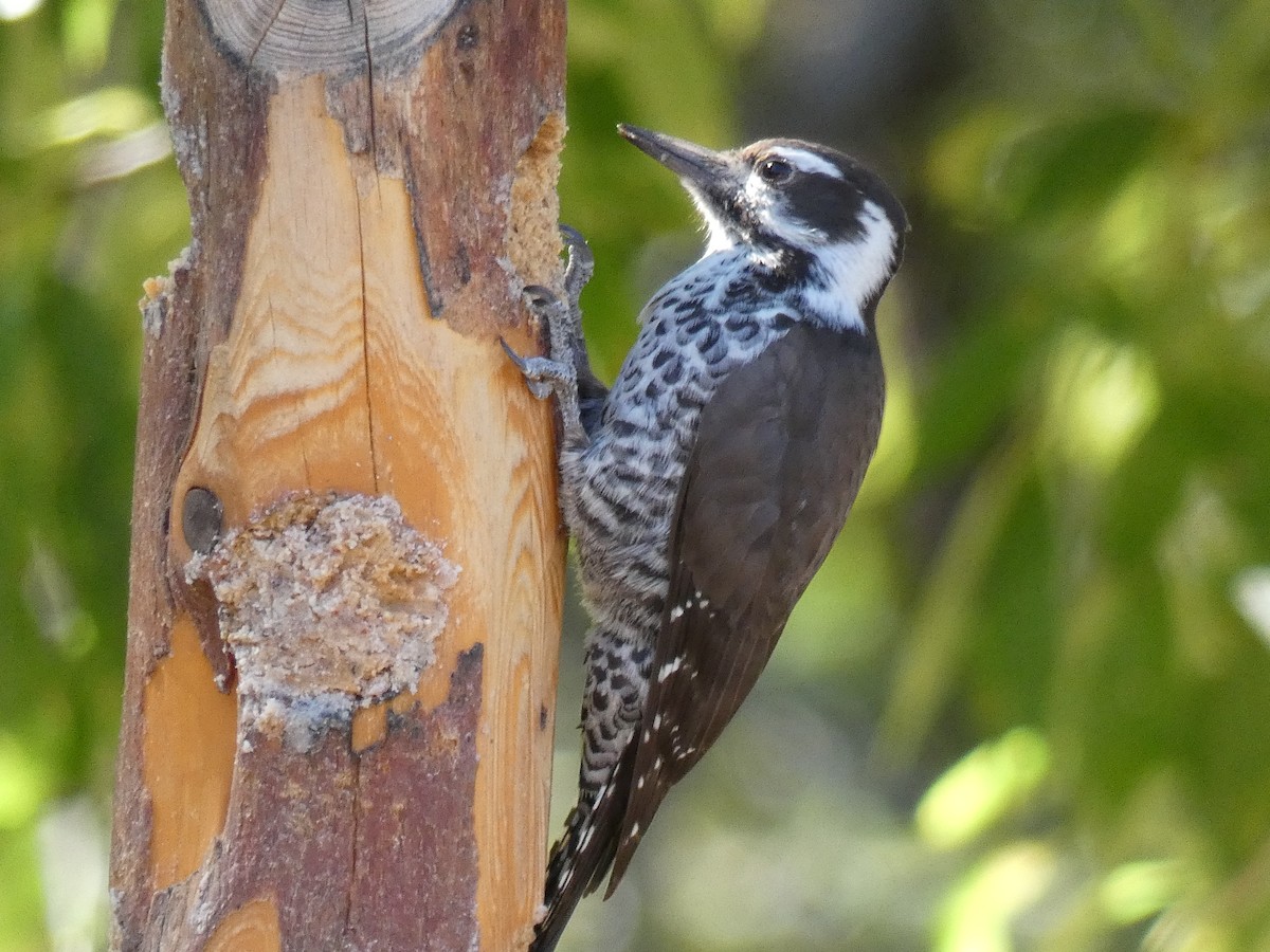 Arizona Woodpecker - ML543099951
