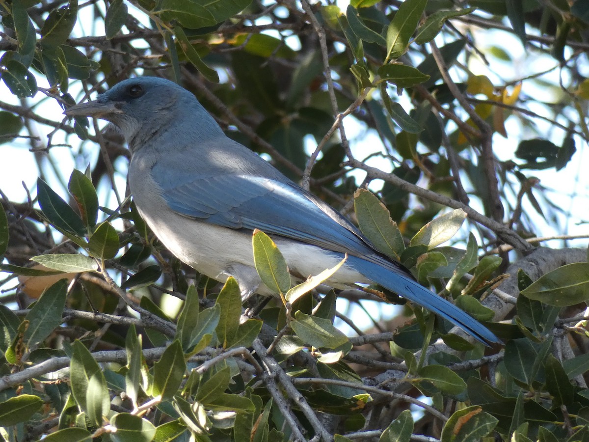 Mexican Jay - ML543100051