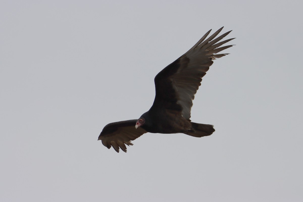Turkey Vulture - ML543104191